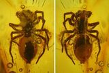 Detailed Fossil Spider (Araneae) in Baltic Amber #170043-2